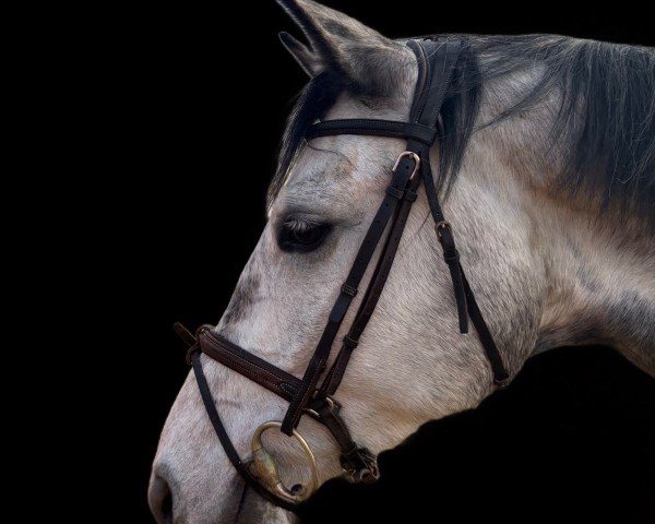 broodmare Cetania Blue H (Holsteiner, 2020, from Chacoon Blue)
