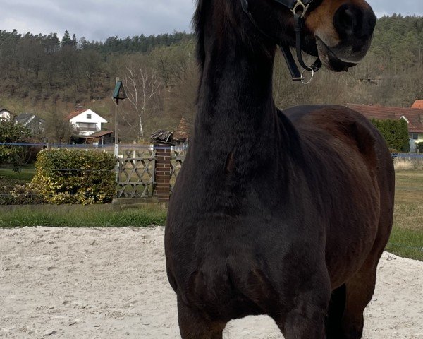 jumper Clatte (Hanoverian, 2008, from Contendro I)