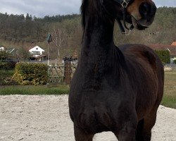 Springpferd Clatte (Hannoveraner, 2008, von Contendro I)