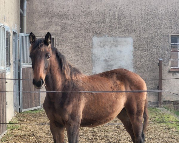 broodmare Caribiza H (Zangersheide riding horse, 2024, from Caribis Z)