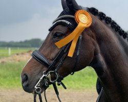 broodmare Diamare Loh (Rhinelander, 2011, from Diamond Hit)