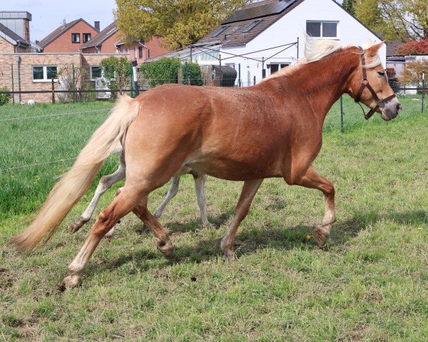 broodmare Kontessa (10.650 % ox) (Edelbluthaflinger, 2019, from Narius (14,26% ox))