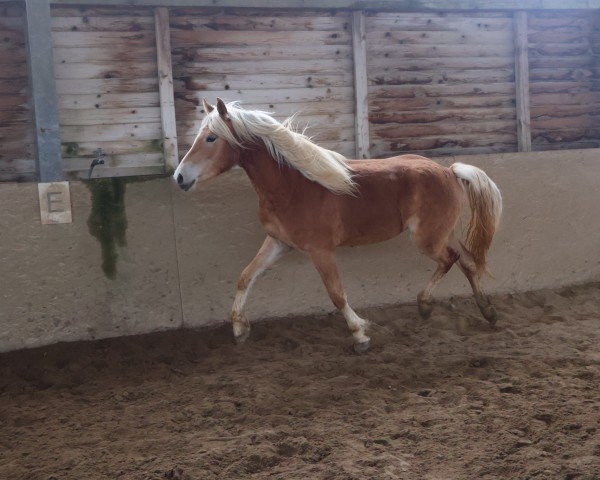 Zuchtstute Ma Bella L (10.700 % ox) (Edelbluthaflinger, 2023, von Manu (10,74% ox))