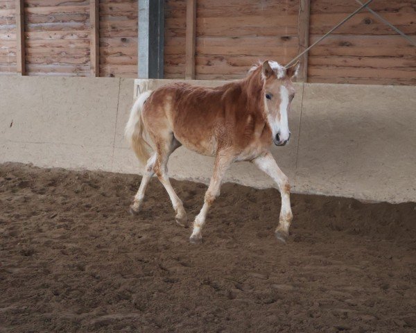 Zuchtstute Maybe L (10.700 %ox) (Edelbluthaflinger, 2024, von Manu (10,74% ox))