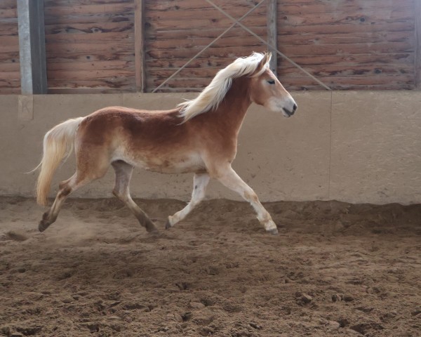 Zuchtstute Esperanza L (34.330% ox) (Edelbluthaflinger, 2023, von Exponent (54,69% ox))