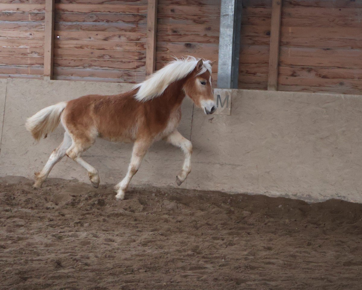 broodmare Nabila L ( 12.170% ox) (Edelbluthaflinger, 2024, from FST Never Say Never B (10,36% ox))