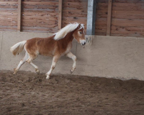 broodmare Nabila L ( 12.170% ox) (Edelbluthaflinger, 2024, from FST Never Say Never B (10,36% ox))