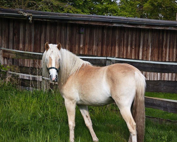 Pferd Anouk L (3.520 % ox) (Edelbluthaflinger, 2022, von Angelo Boy)