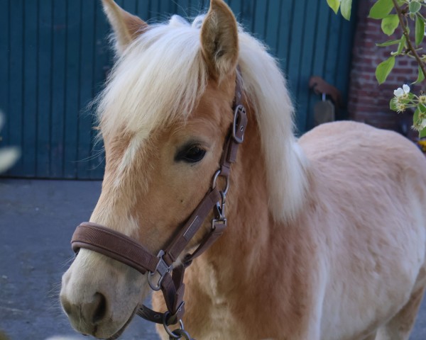 Deckhengst Bernay L (3.520% ox) (Edelbluthaflinger, 2024, von Bellini)