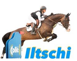 Springpferd Iltschi Th (Holsteiner, 2016, von Quibery 3)