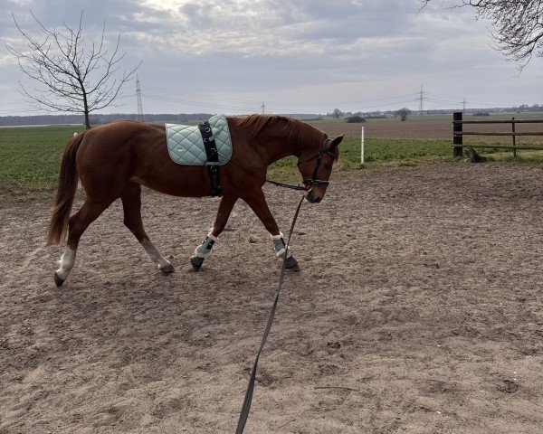 horse Cest la vie (Hanoverian, 2008, from Curator 2)