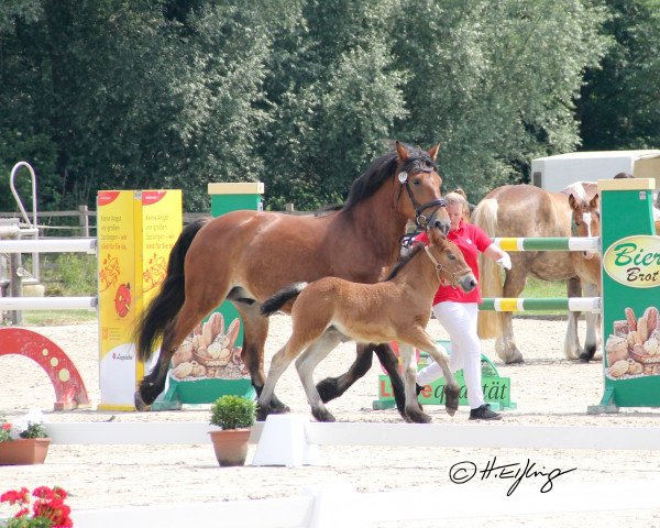 horse Stute von Augustus / Adoro I (Rhenish-German Cold-Blood, 2021, from Augustus)