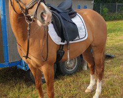 dressage horse Odins First Love (Haflinger, 2010)