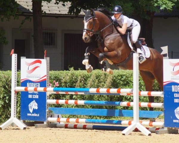 jumper Kirby 17 (Westphalian, 2017, from Kétanou)