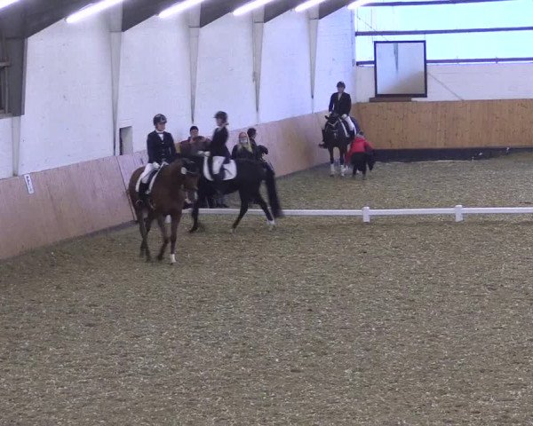 Reitturnier Datteln 2021