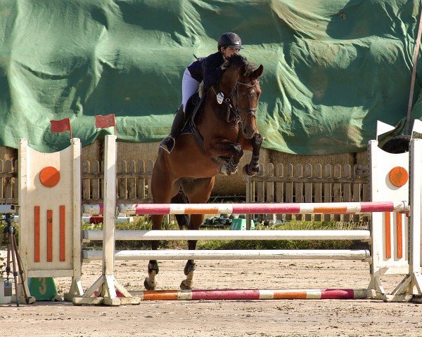 broodmare Violet del Sol (Hanoverian, 2017, from Viscount 22)