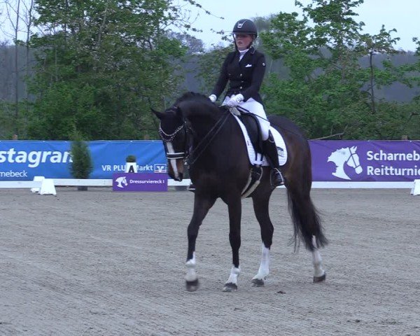 Reitturnier Scharnebeck 2025