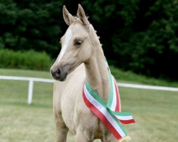 Zuchtstute Loverdose du Valchêne (Deutsches Reitpony, 2021, von Dream Date 7)