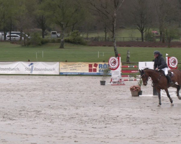 Reitturnier Westergellersen 2025