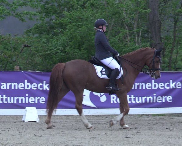Reitturnier Scharnebeck 2025