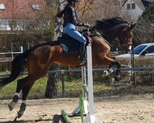dressage horse Candela 58 (Oldenburg show jumper, 2007, from Cellini 8)