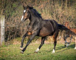broodmare Cadenza Bianca CH (Swiss Warmblood, 2010, from Cordato)