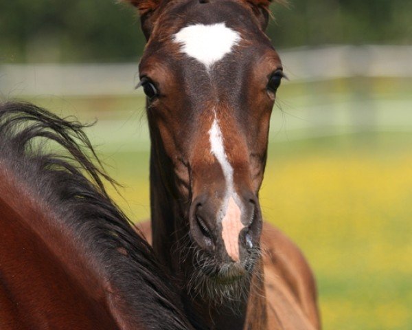 broodmare Porsche F. Damgaard (Danish Warmblood, 2011, from Coulthard 2)