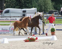 Pferd Wilma (Schwarzwälder Kaltblut, 2021, von Wälderprinz)