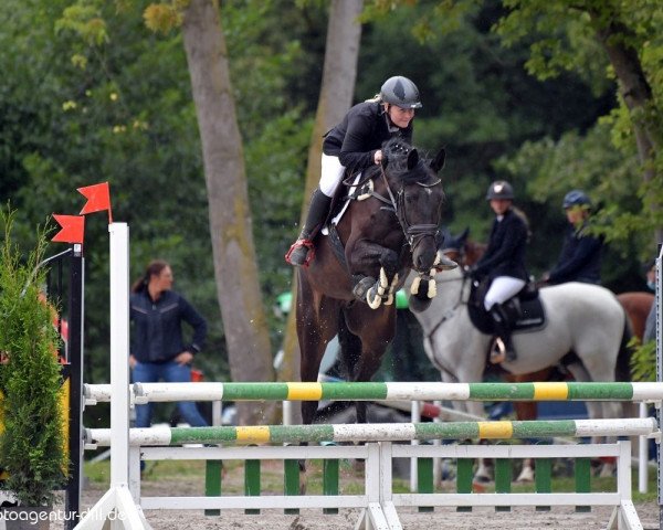Springpferd Checker D 3 (Hannoveraner, 2011, von Chacco Chacco)