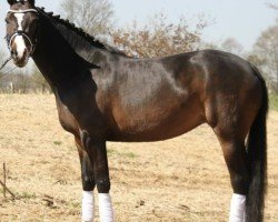broodmare Cinzano's Little Princess (German Riding Pony, 2013, from Ginger 556)