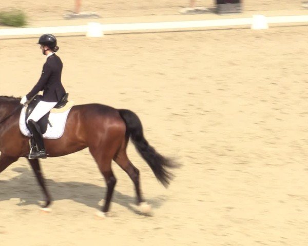 Reitturnier Scharnebeck 2025