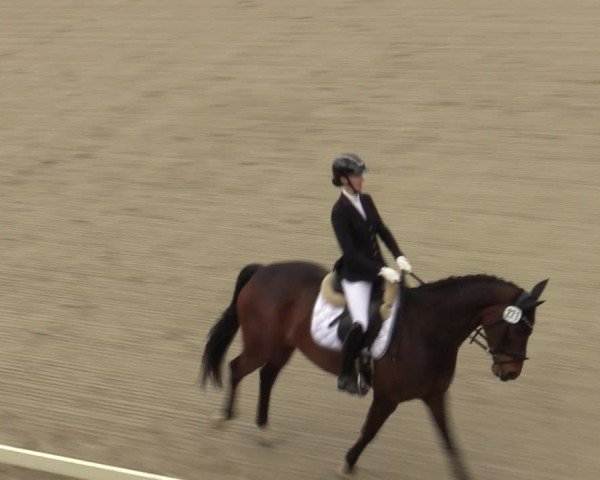 Reitturnier Scharnebeck 2025
