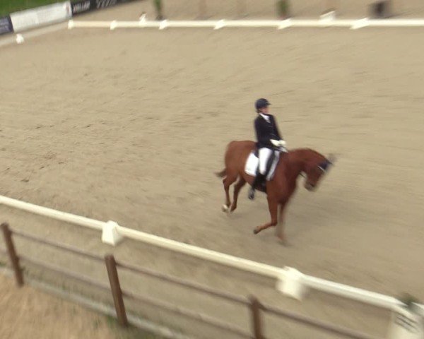 Reitturnier Scharnebeck 2025