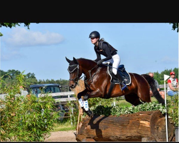 dressage horse Skira 3 (Oldenburg, 2012, from Shamane)