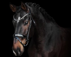 dressage horse Calido Royal F (Hanoverian, 2019, from Crown Royal)