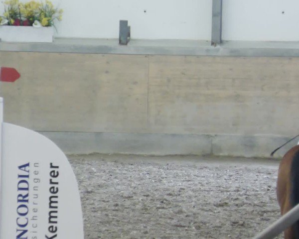 Reitturnier Waghäusel-Wiesental 2025
