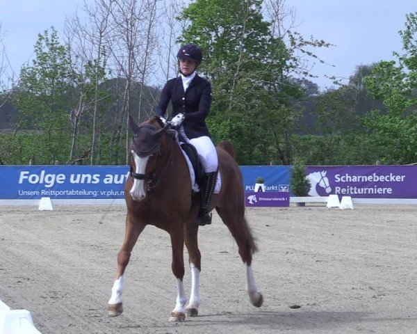 Reitturnier Scharnebeck 2025