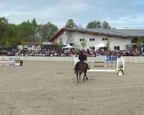 Reitturnier Grafenrheinfeld/Ufr. 2025