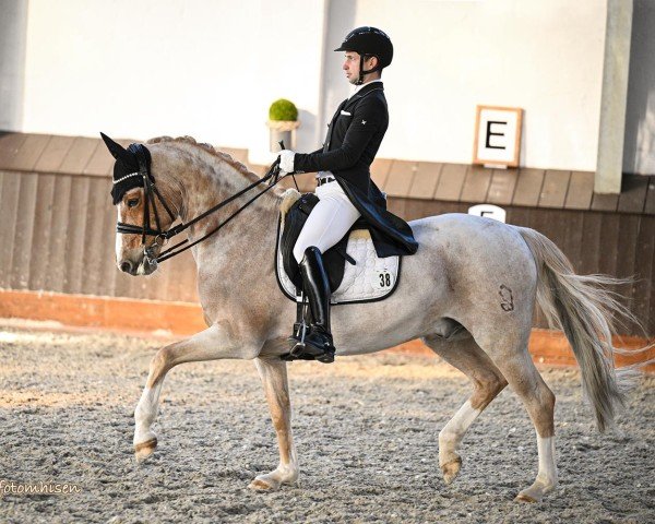 stallion FS Newcomer (German Riding Pony, 2013, from Fs Numero Uno)