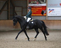 dressage horse Fürst Filomeno (Oldenburg, 2012, from Fürstenball)