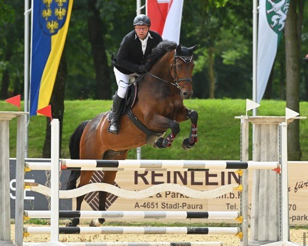jumper Stella B (German Sport Horse, 2014, from Cascadello II)