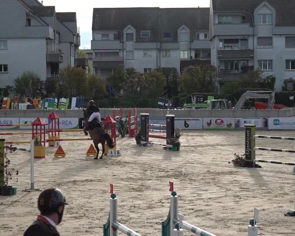 Reitturnier Amriswil 2025