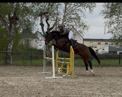 Springpferd Dostan (Westfale, 2018, von Dembelé L)