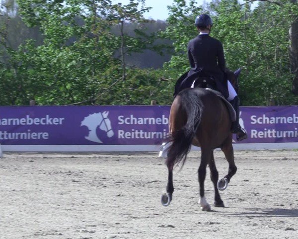 Reitturnier Scharnebeck 2025