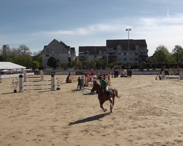 Reitturnier Amriswil 2025