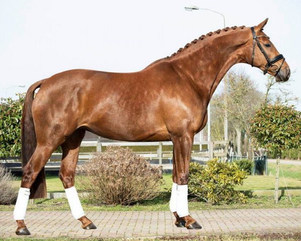 Pferd Lausanne ST (KWPN (Niederländisches Warmblut), 2016, von Gunner Ks)