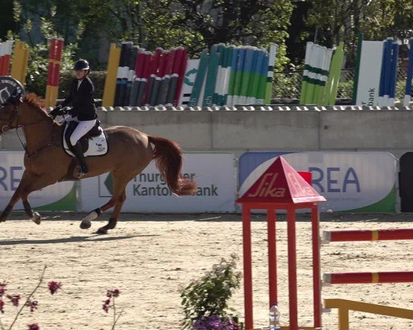 Reitturnier Amriswil 2025