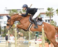 broodmare Big Moon Rising vd Mittelerde (Oldenburg show jumper, 2016, from Big Star)