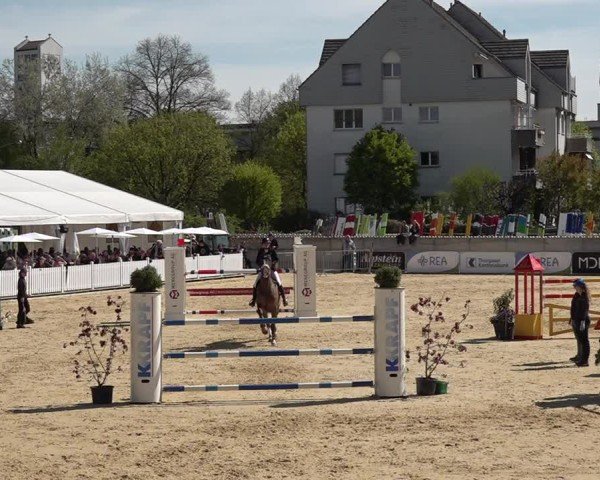 Reitturnier Amriswil 2025