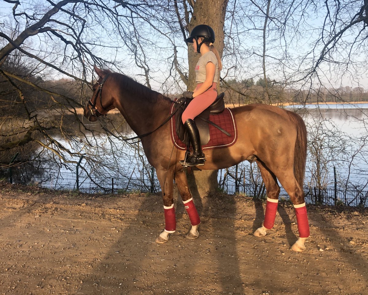 dressage horse Hijacker Me (German Riding Pony, 2014, from Halifax)